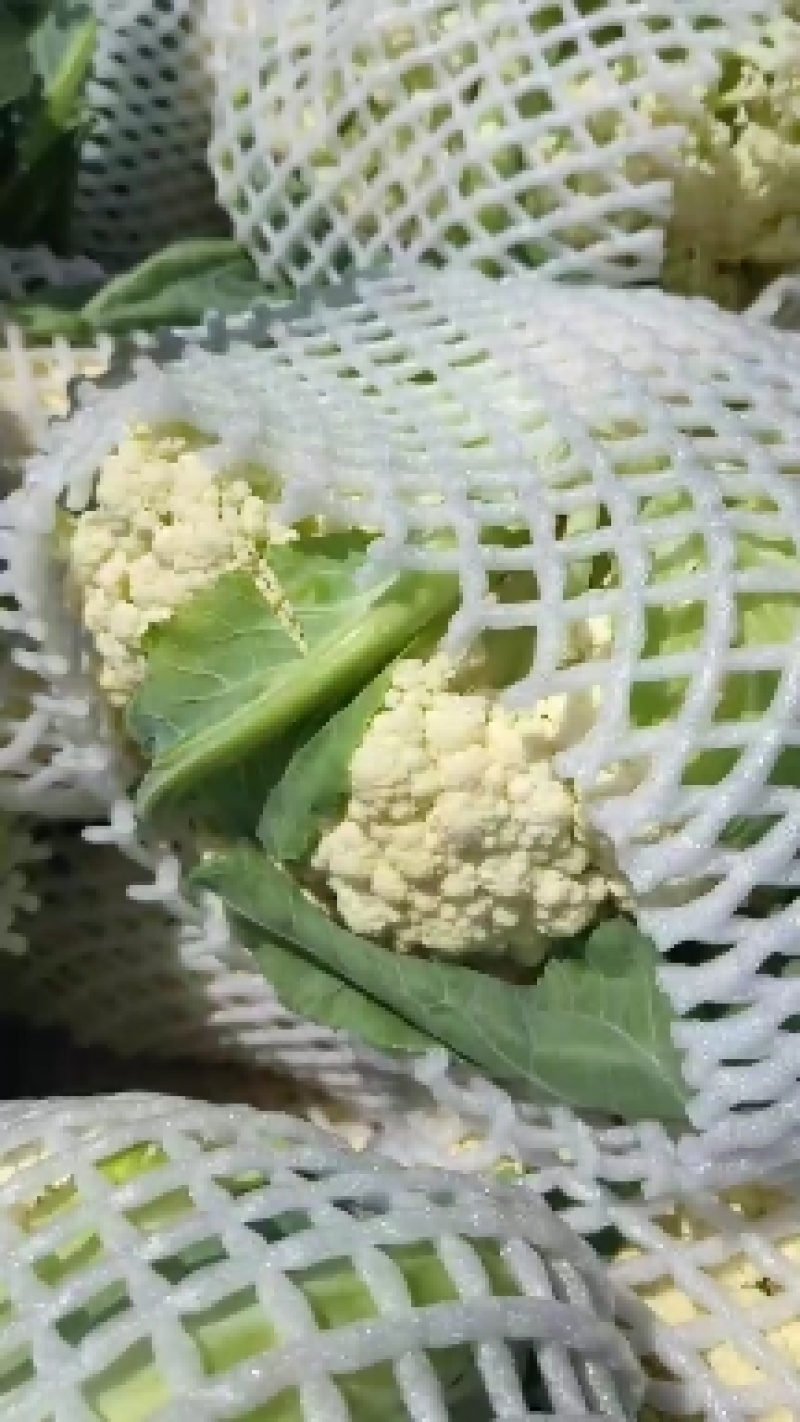 浙江有机花菜青梗散花菜花80天