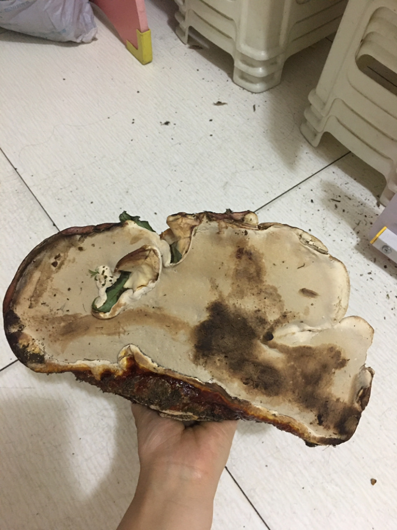野生灵芝