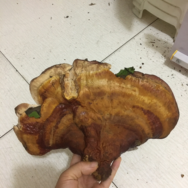 野生灵芝
