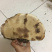 野生灵芝