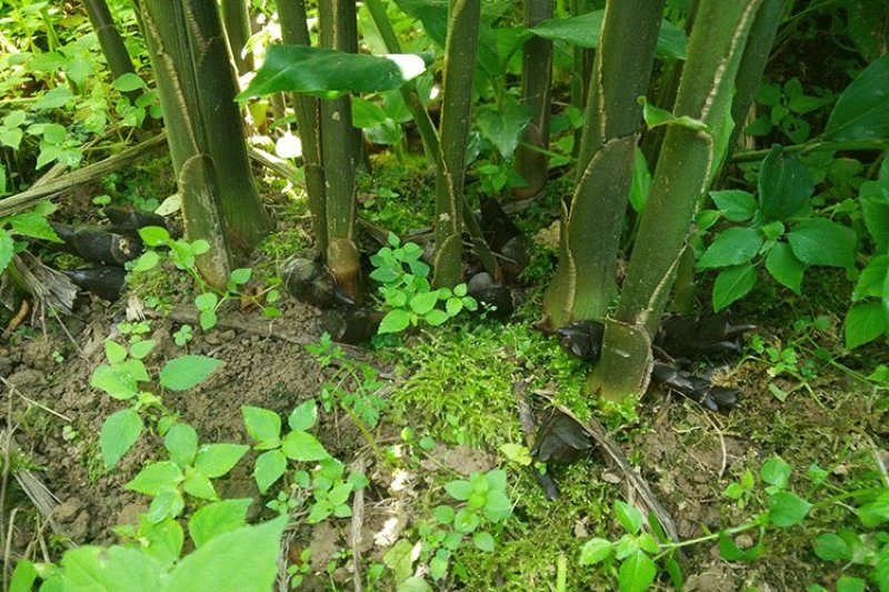 西岭雪山阳合，洋合，洋菏，阳荷笋纯野生，十斤起，量大从优