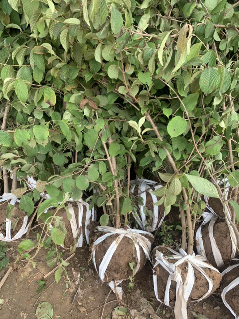优质批发绣球，丛生木绣球，中华木绣球产地直销