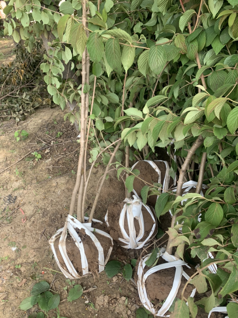 优质批发绣球，丛生木绣球，中华木绣球产地直销