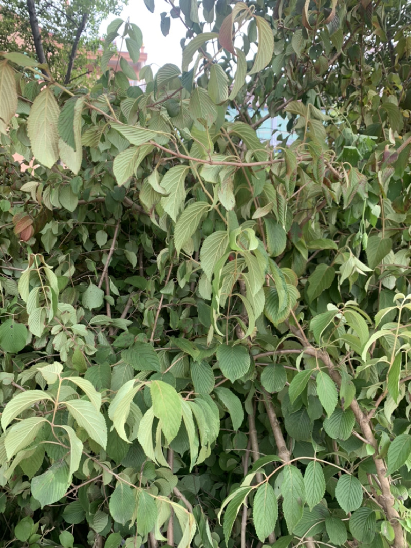 优质批发绣球，丛生木绣球，中华木绣球产地直销