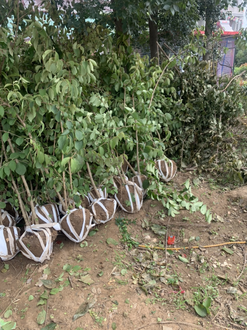 优质批发绣球，丛生木绣球，中华木绣球产地直销
