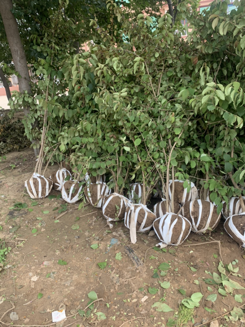 优质批发绣球，丛生木绣球，中华木绣球产地直销