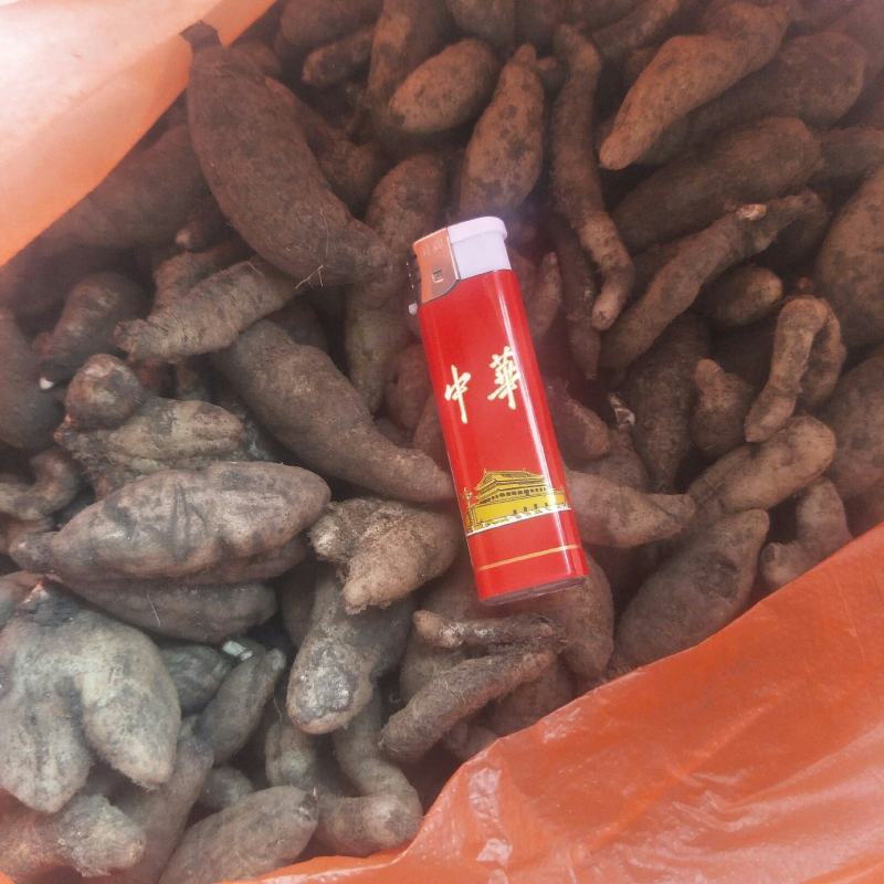 双肾草野生双肾草块根，双肾参块根鲜货出售(单颗出售)