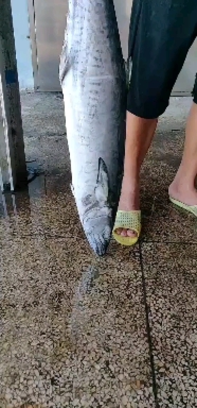 鲅鱼北部湾马鲛鱼，本地码头货