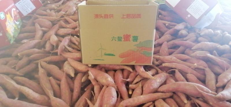 漳浦红薯-六鳌蜜薯1两到3两，提供分级和包装迎新客戶