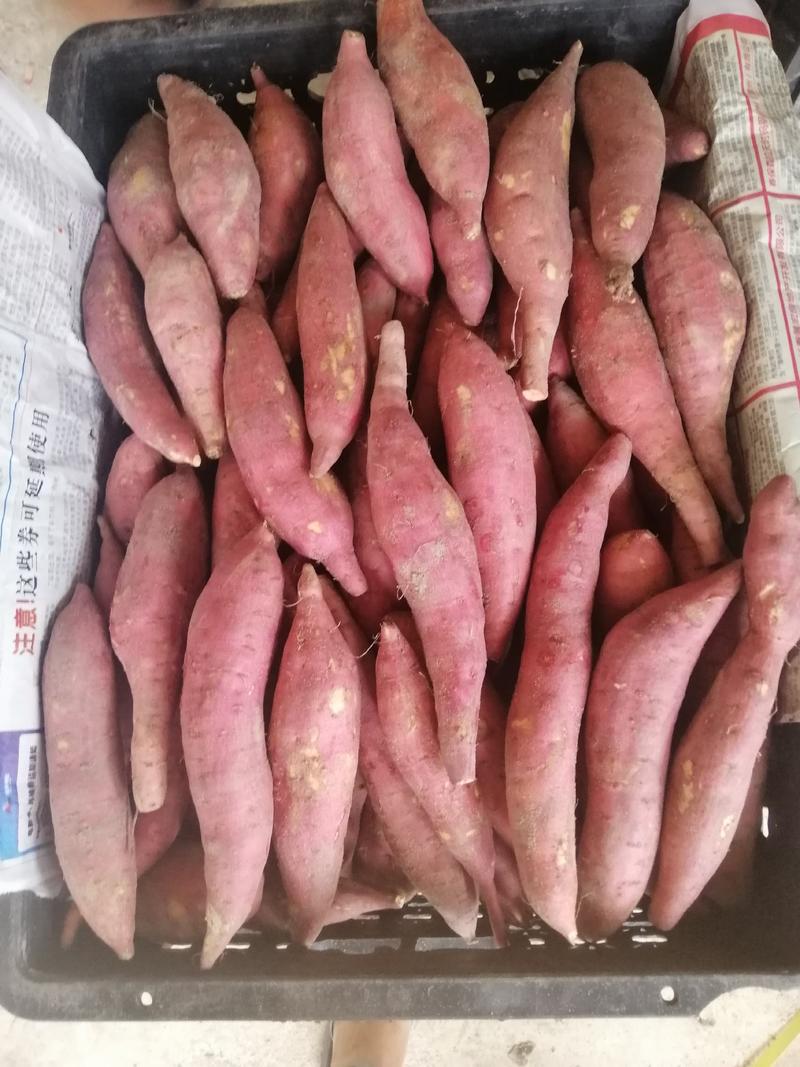 漳浦红薯-六鳌蜜薯1两到3两，提供分级和包装迎新客戶