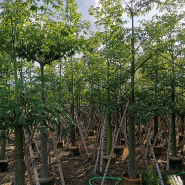 供应：8公分到15公分的美丽异木棉