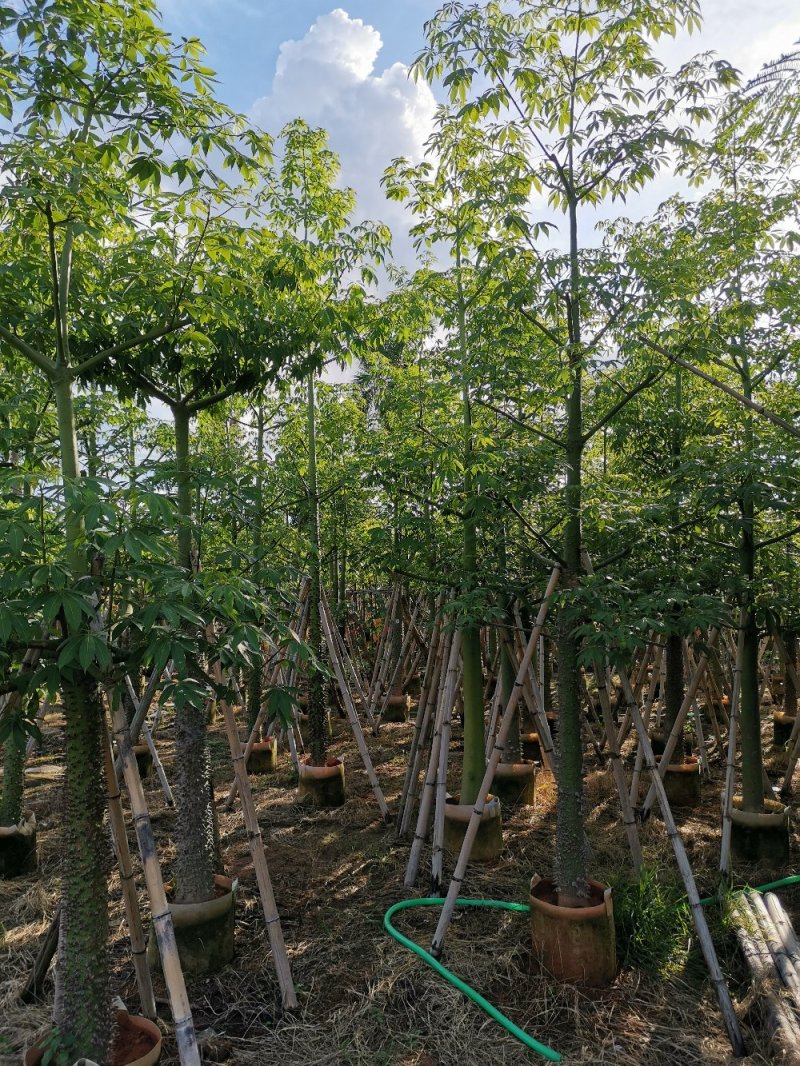 供应：8公分到15公分的美丽异木棉
