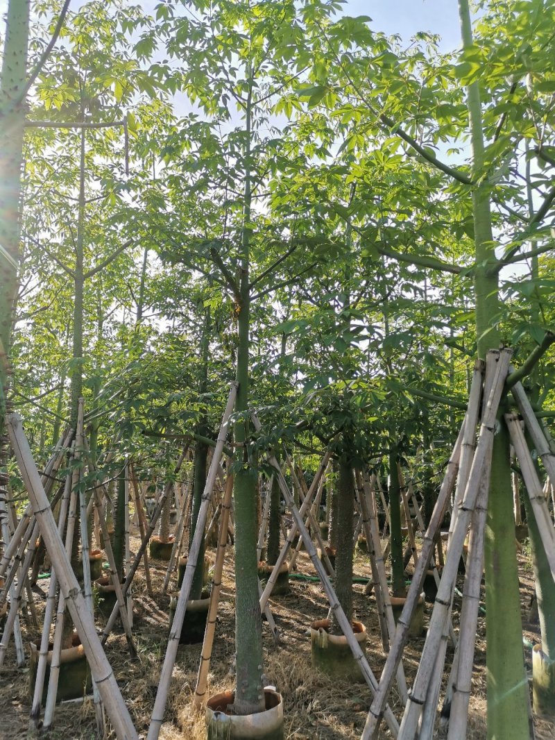 供应：8公分到15公分的美丽异木棉