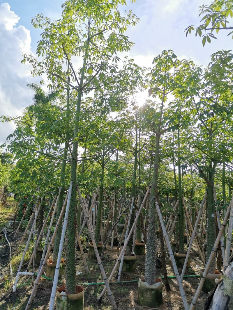 供应：8公分到15公分的美丽异木棉