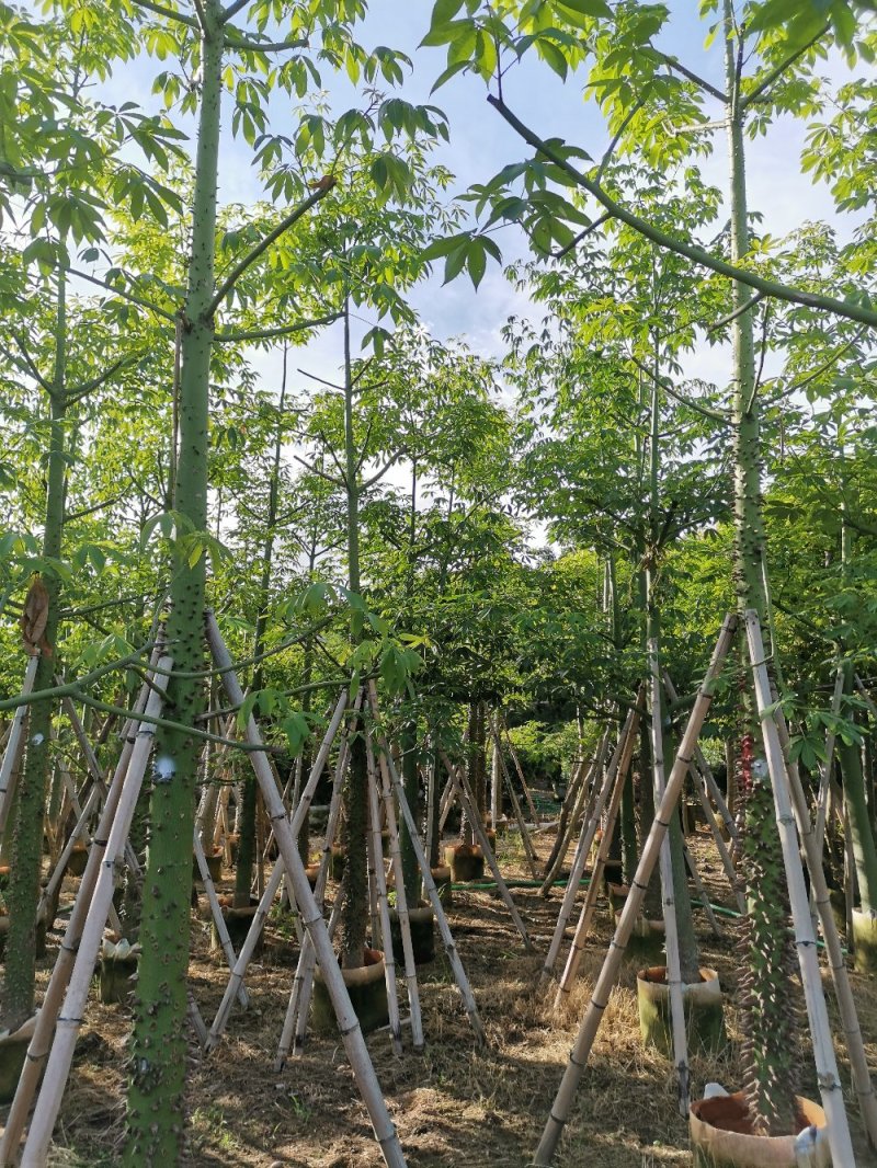 供应：8公分到15公分的美丽异木棉