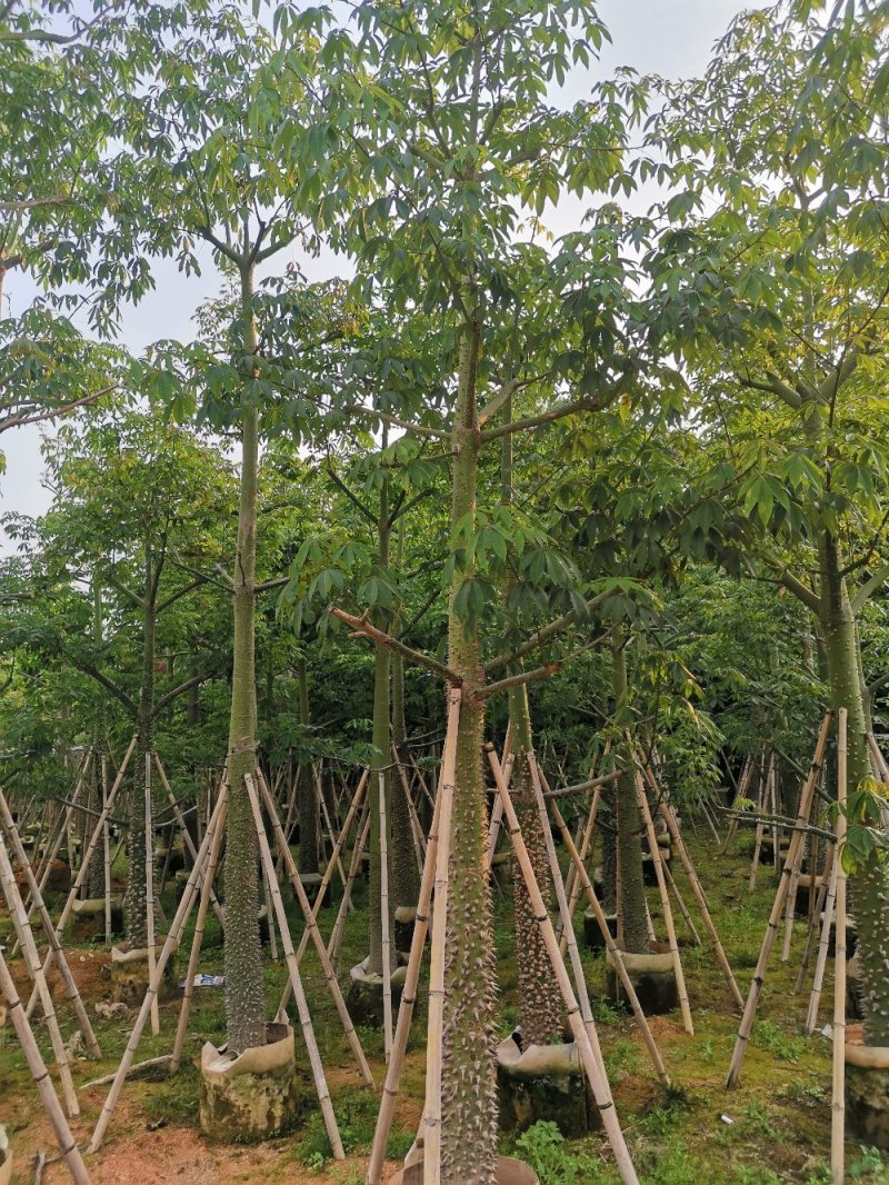 供应：8公分到15公分的美丽异木棉