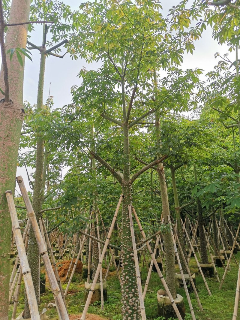 供应：8公分到15公分的美丽异木棉
