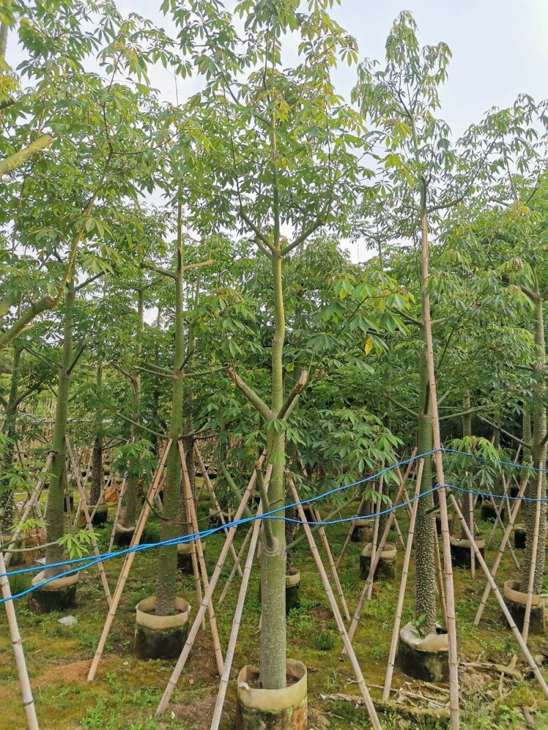 供应：8公分到15公分的美丽异木棉