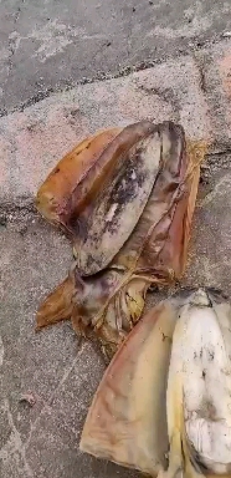北海墨鱼干，自家加工厂出品