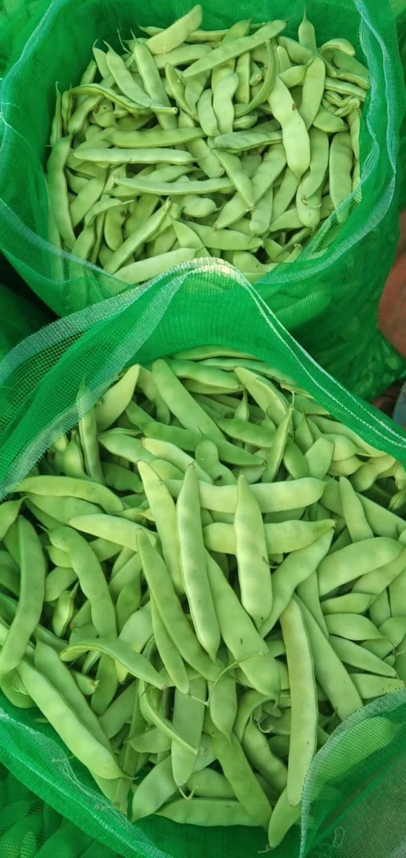 大量供应吉林豆角.油豆角