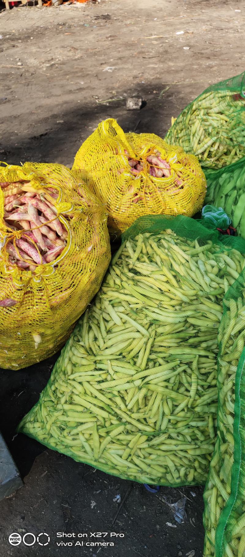 大量供应吉林豆角.油豆角