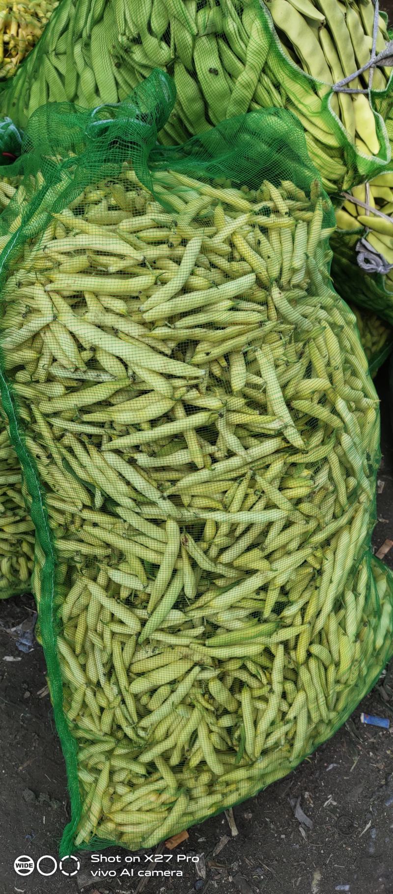大量供应吉林豆角.油豆角