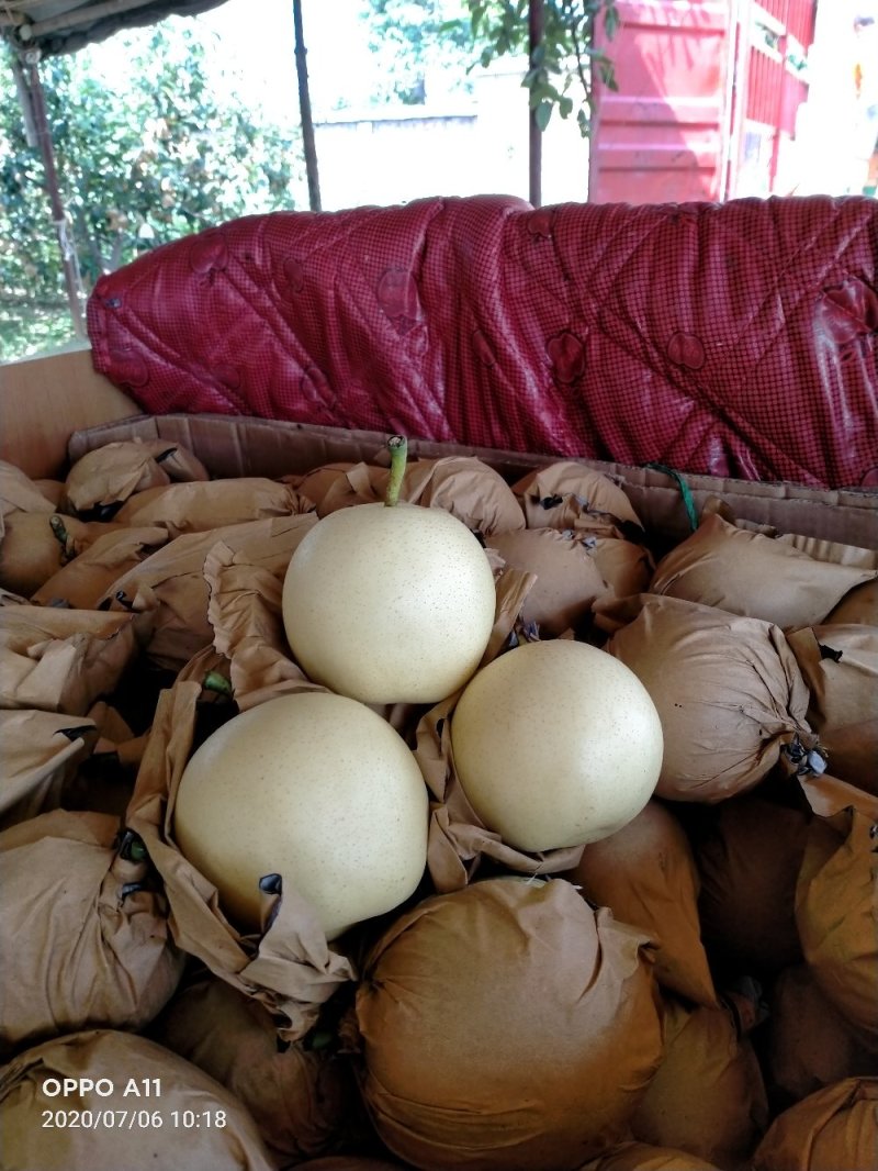 晚秋梨大量供应中，馆陶县众康果品站大量供应