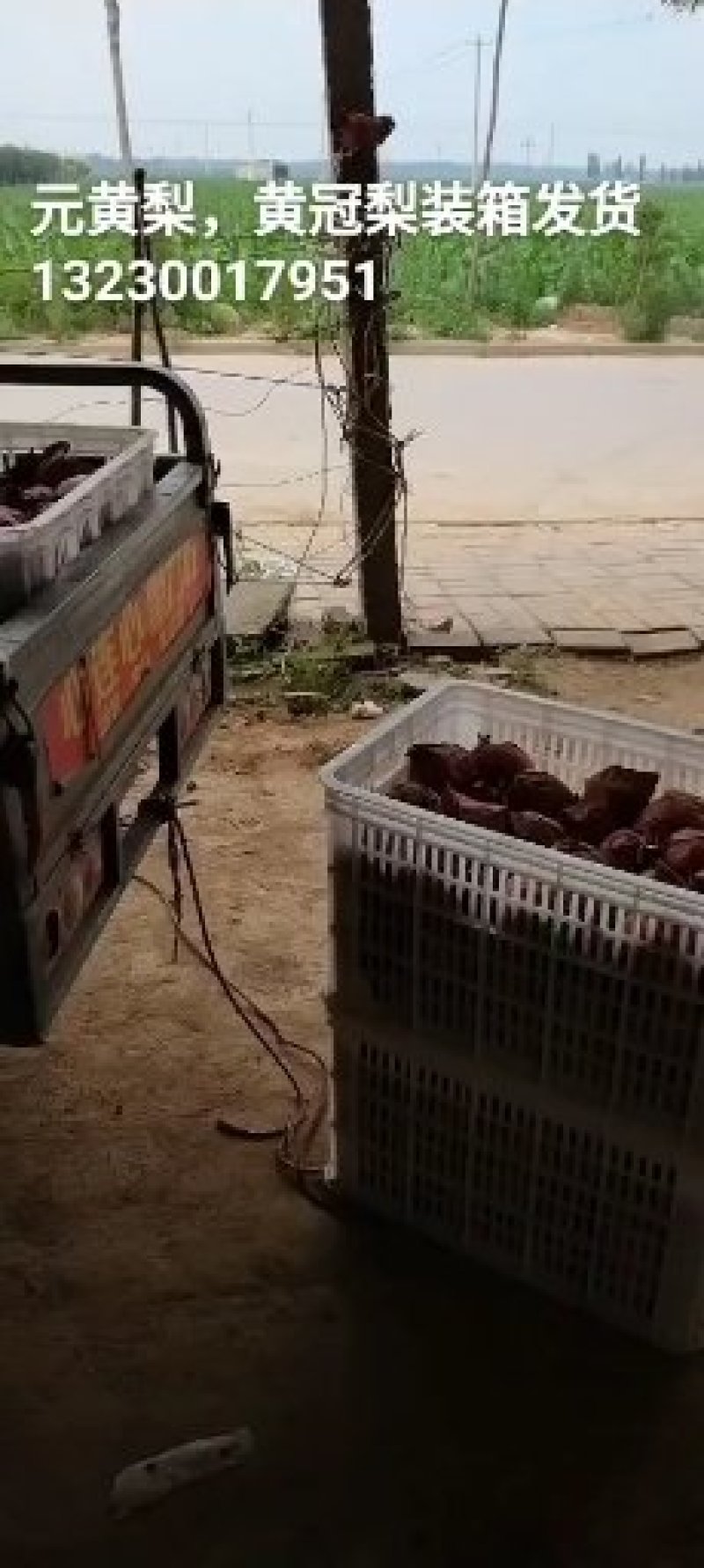 晚秋梨大量供应中，馆陶县众康果品站大量供应