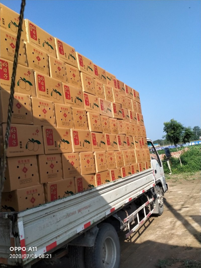 晚秋梨大量供应中，馆陶县众康果品站大量供应