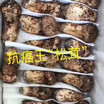 舌尖上的美味之野生菌雪山松茸