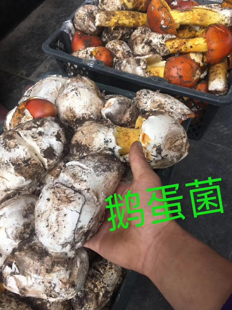 舌尖上的美味之野生菌雪山松茸
