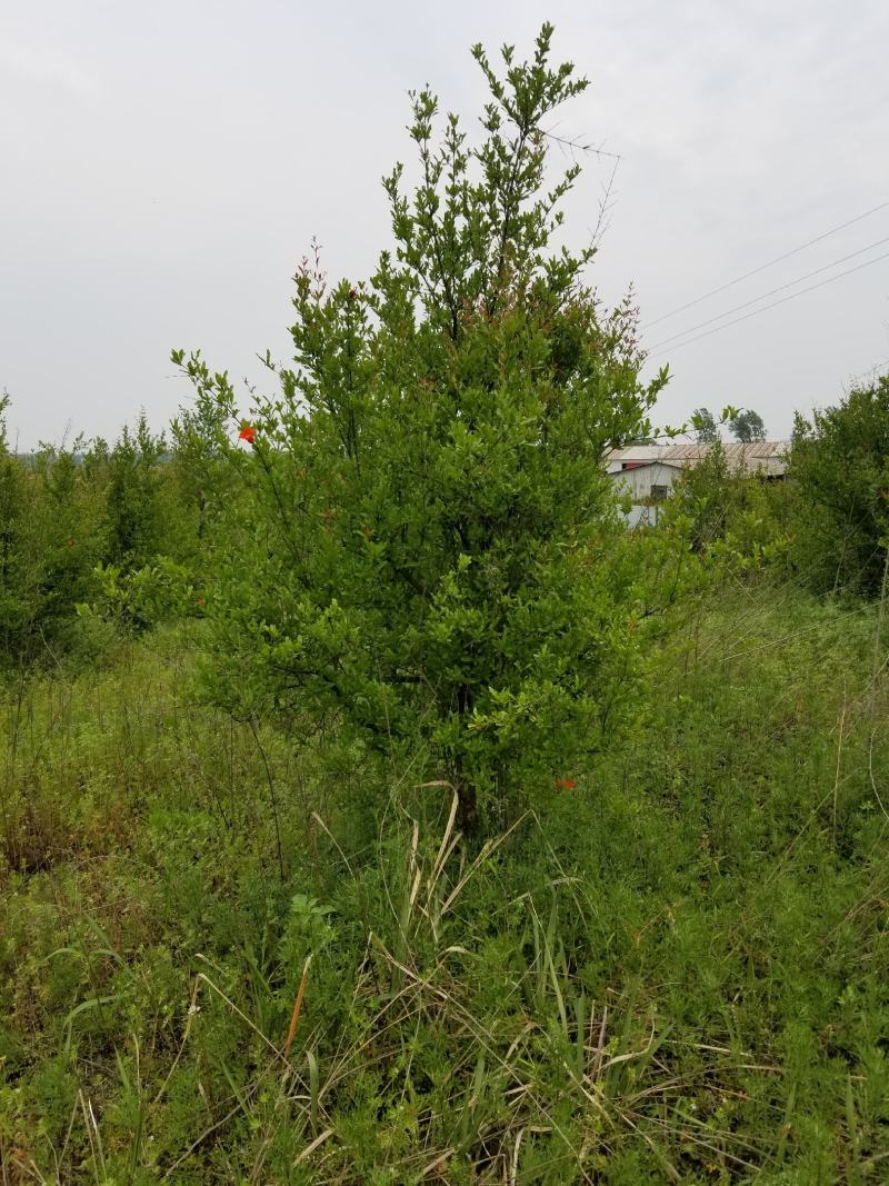 石榴树，丛生石榴，独杆石榴（5cm-15CM)