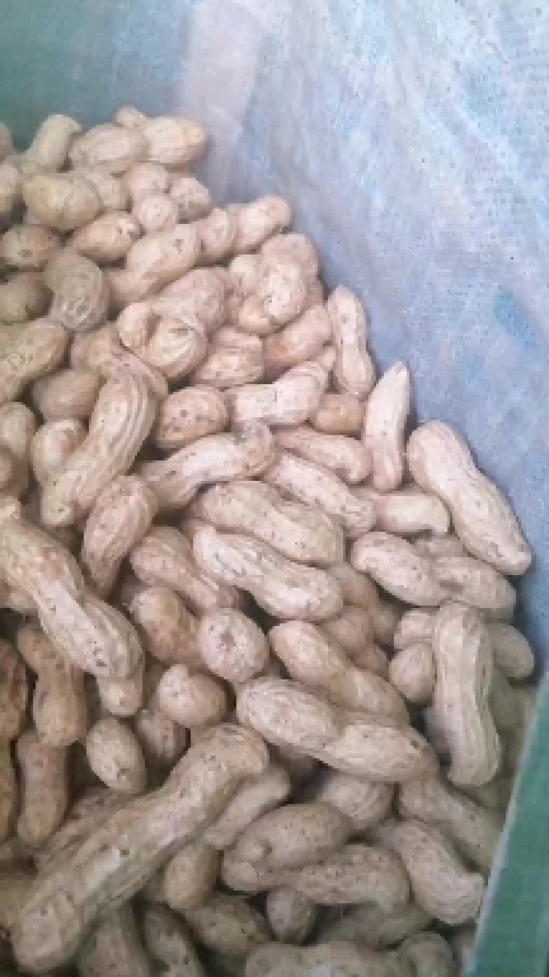 鲜花生，四粒红，大白沙，鲁花8号，货源充足，基地直供