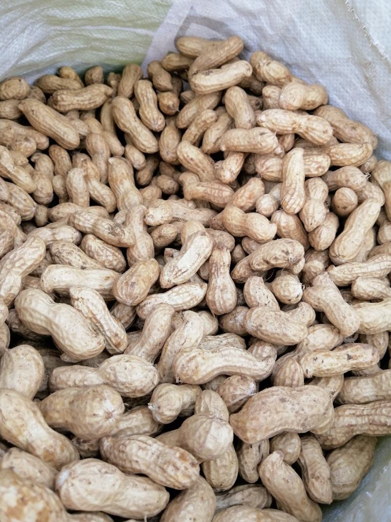鲜花生，四粒红，大白沙，鲁花8号，货源充足，基地直供