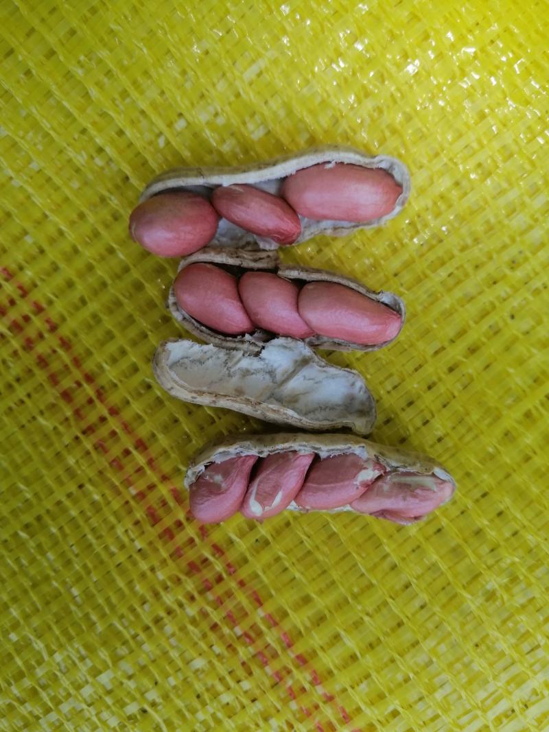 鲜花生，四粒红，大白沙，鲁花8号，货源充足，基地直供