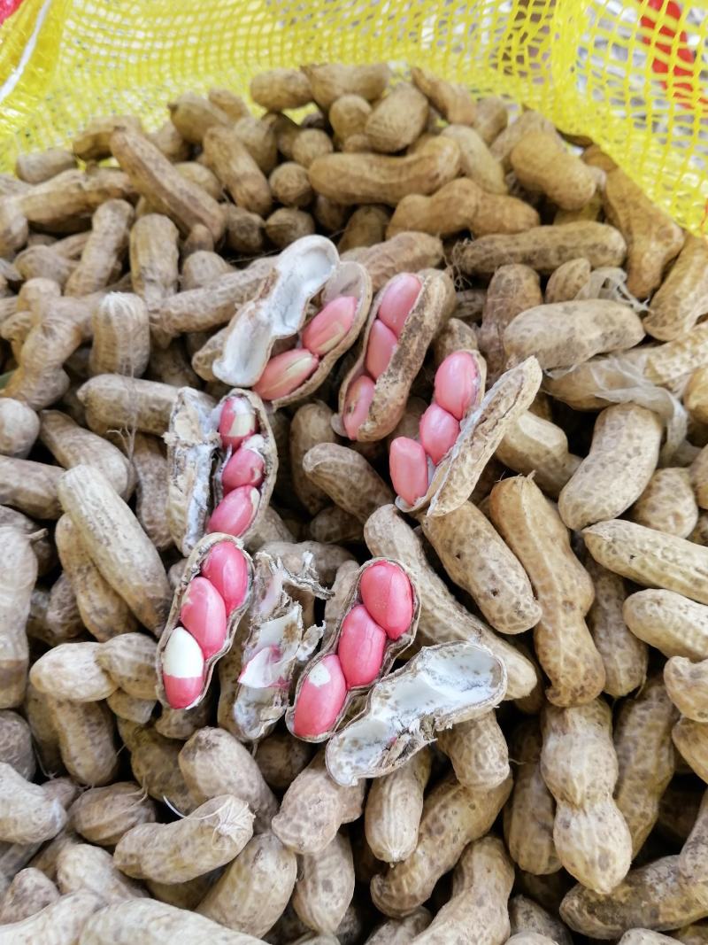 鲜花生，四粒红，大白沙，鲁花8号，货源充足，基地直供