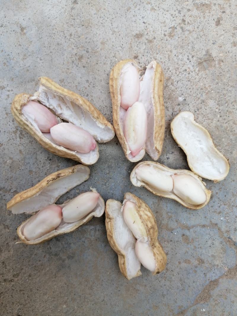 鲜花生，四粒红，大白沙，鲁花8号，货源充足，基地直供