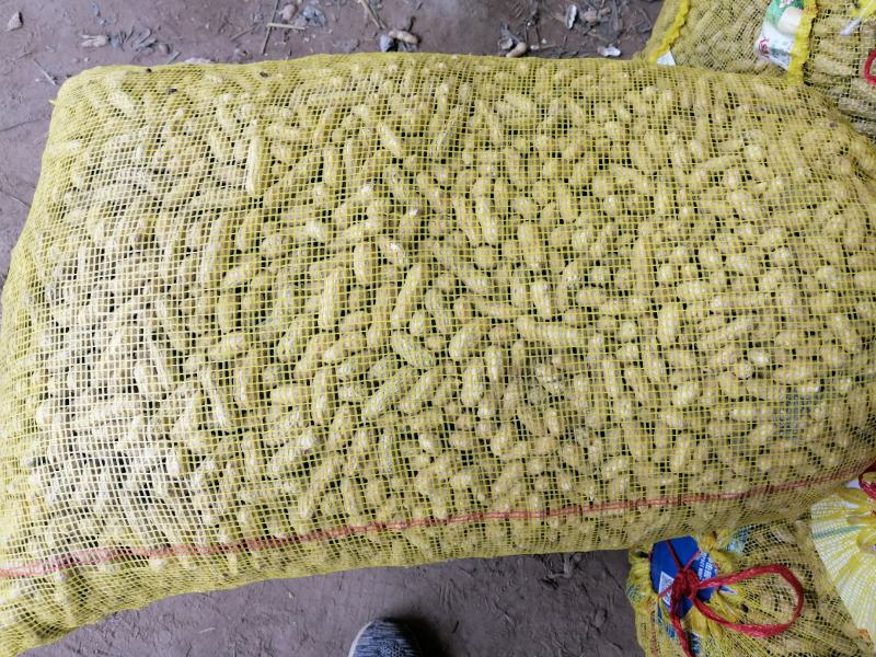 鲜花生，四粒红，大白沙，鲁花8号，货源充足，基地直供