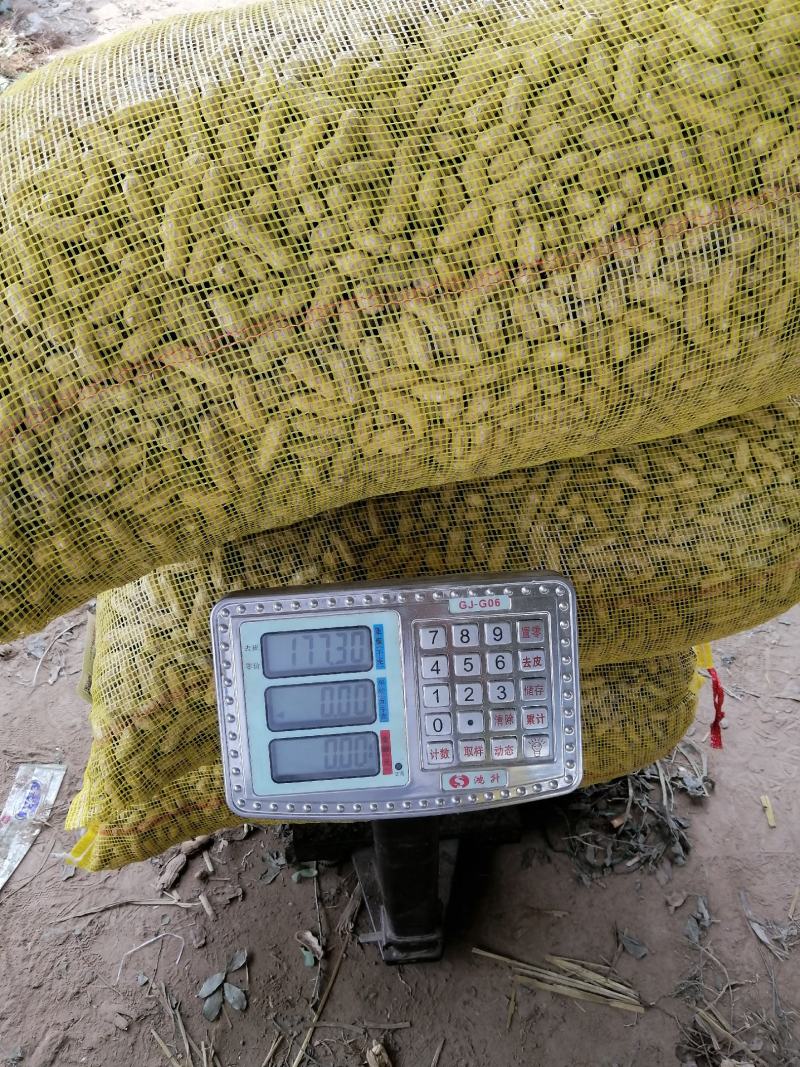 鲜花生，四粒红，大白沙，鲁花8号，货源充足，基地直供