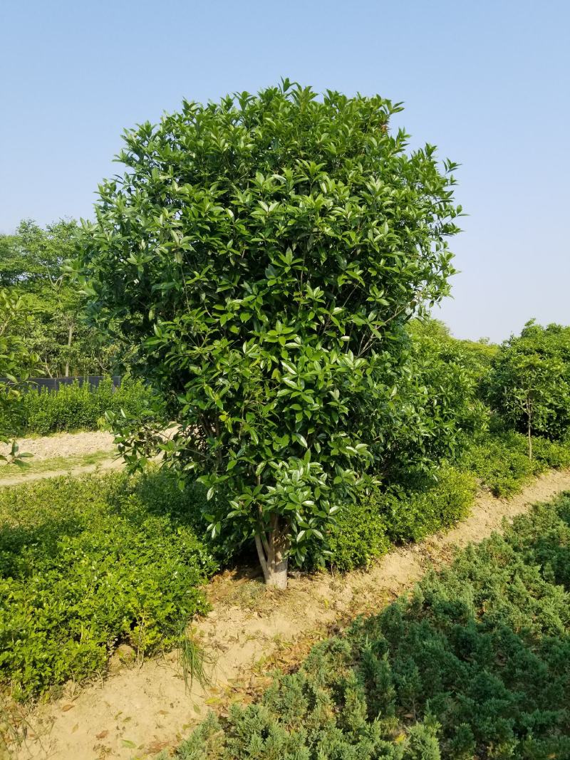 桂花，丛生八月桂，苗圃地常年大量出售各种规格八月才走