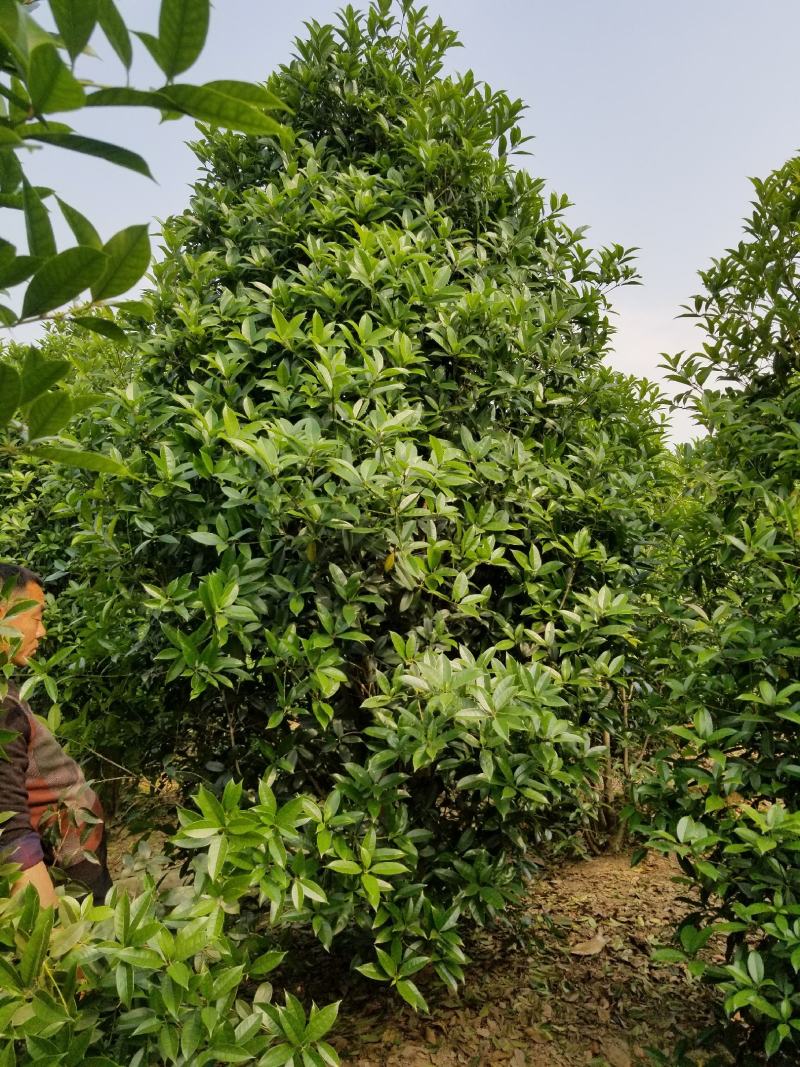 桂花，丛生八月桂，苗圃地常年大量出售各种规格八月才走