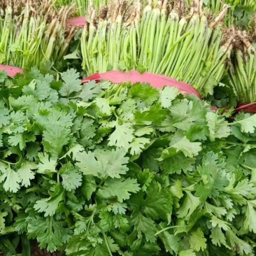 大叶香菜