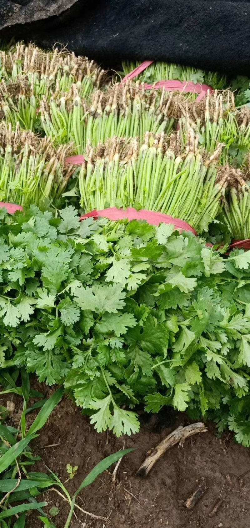 大叶香菜