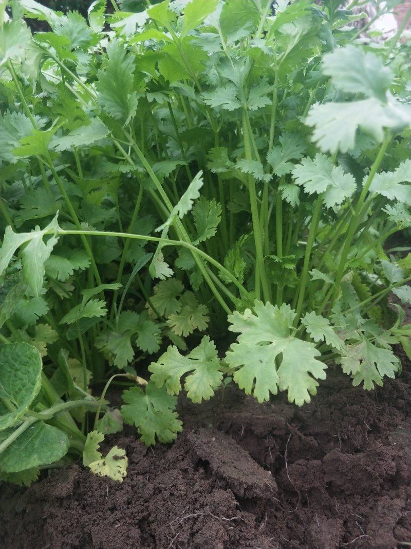 大叶香菜