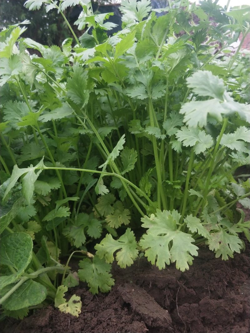 大叶香菜