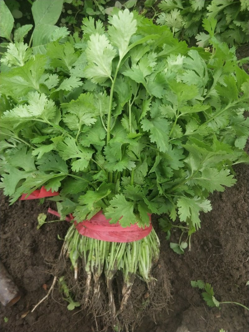 大叶香菜