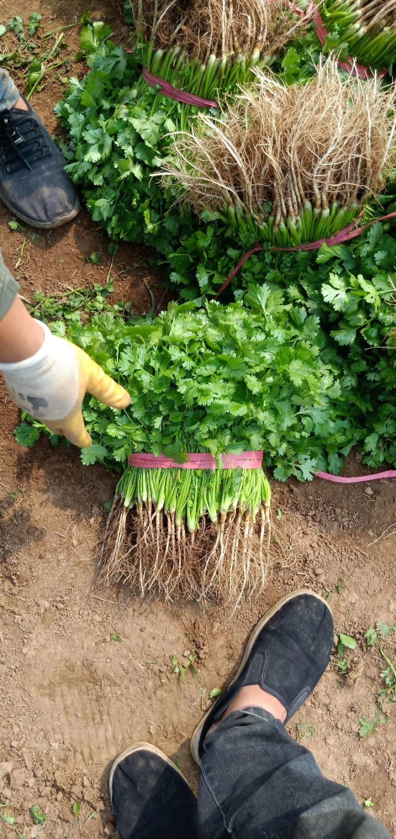 大叶香菜