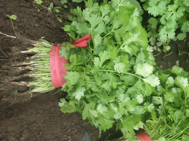 大叶香菜