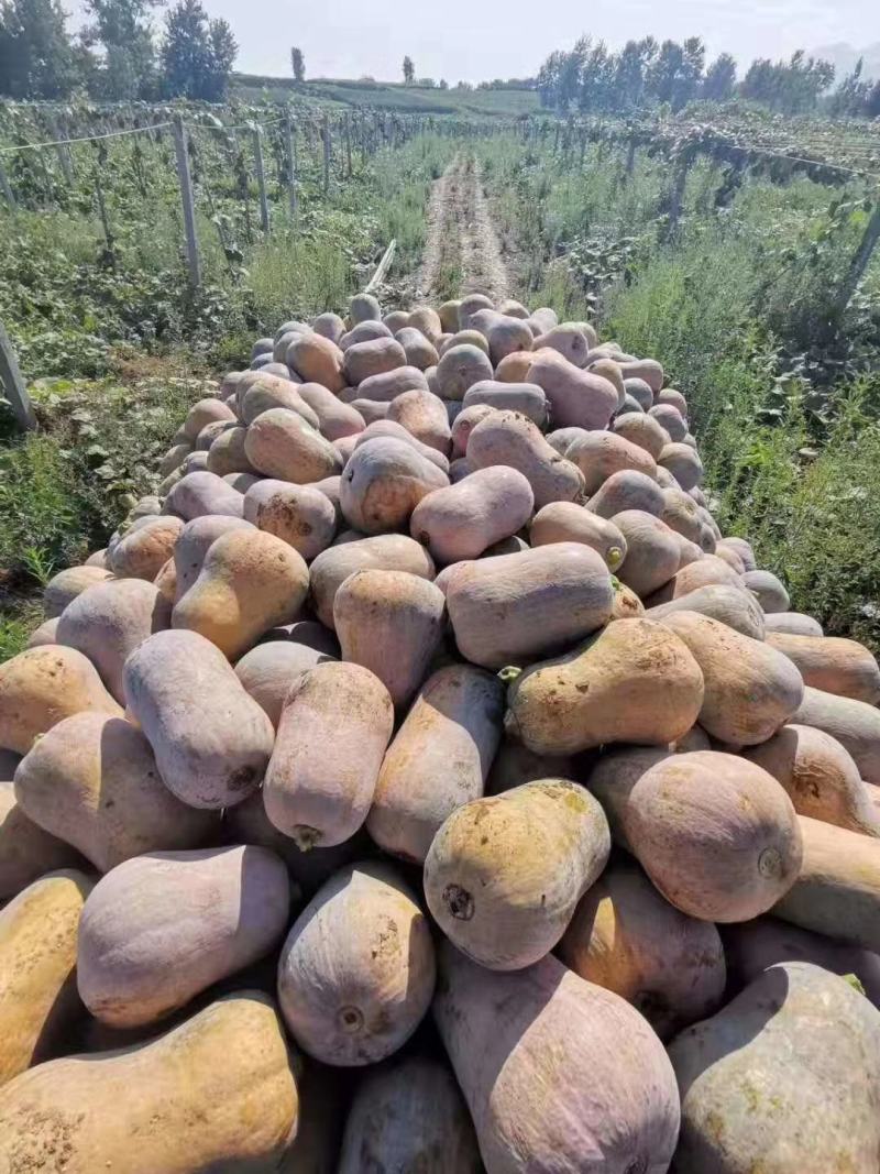 枕头南瓜山地货产地直销个头均匀粉甜面口感佳