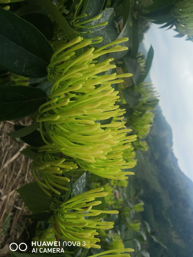 湘蕾金银花苗（5号）/五号花王/提供技术辅导/保证纯度